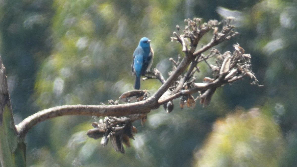 Lazuli Bunting - ML636054027