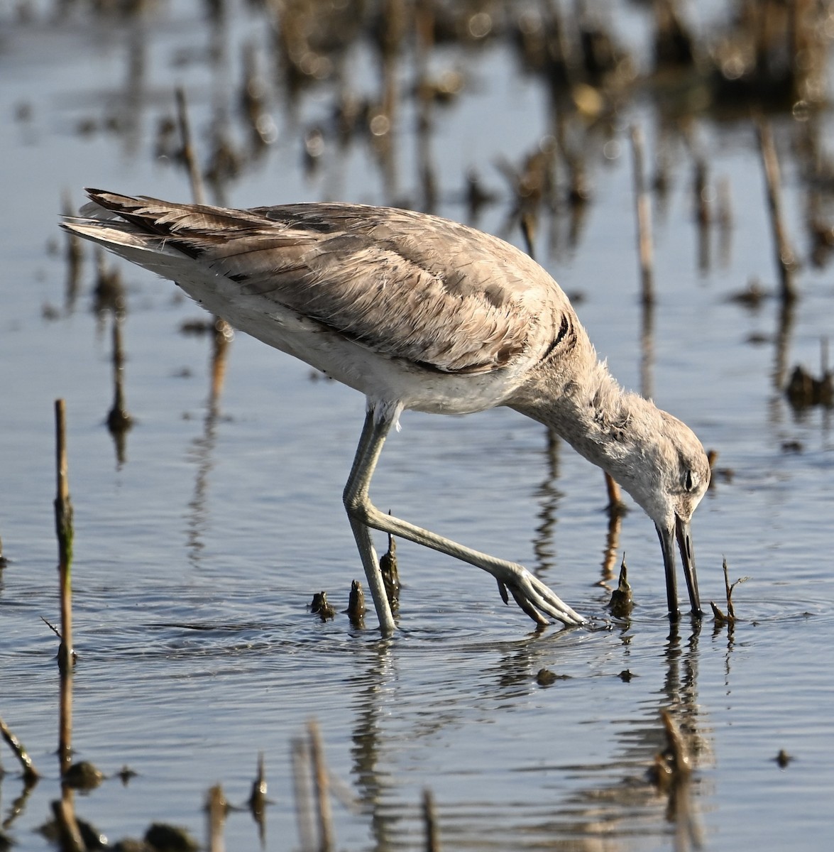 Willet - ML636054056