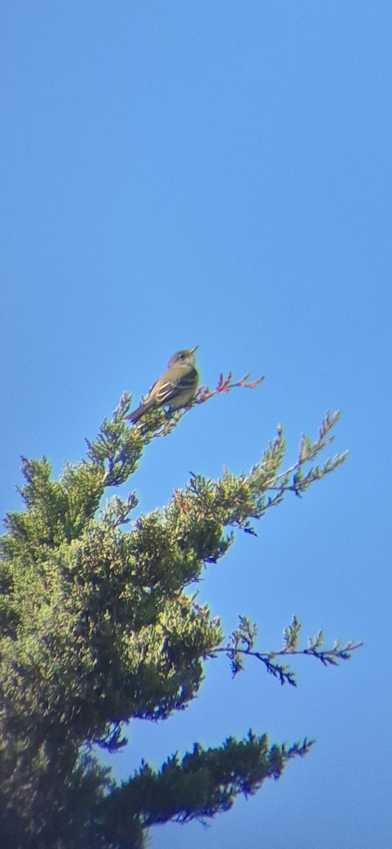 Willow Flycatcher - ML636054168