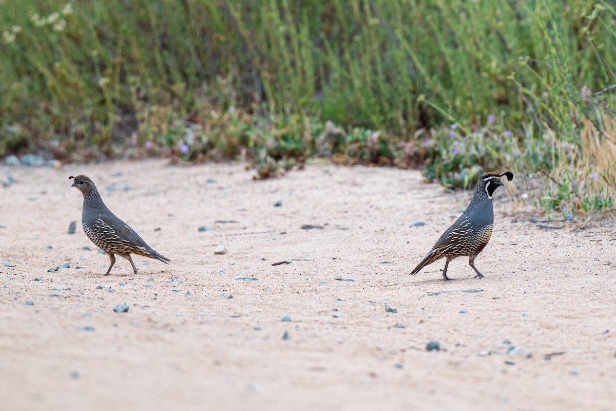 California Quail - ML636054184