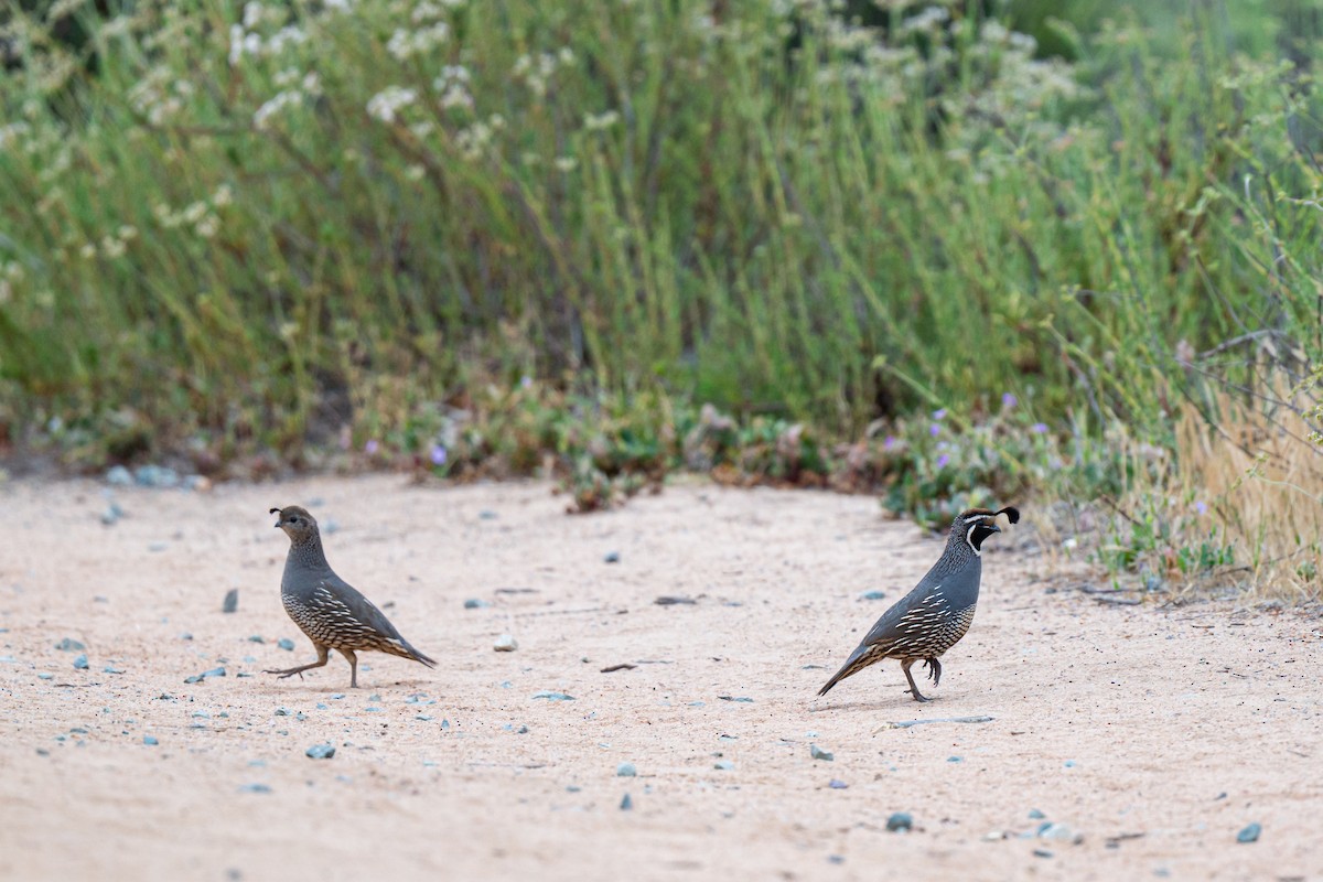 California Quail - ML636054185