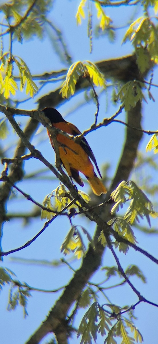 Baltimore Oriole - ML636054186