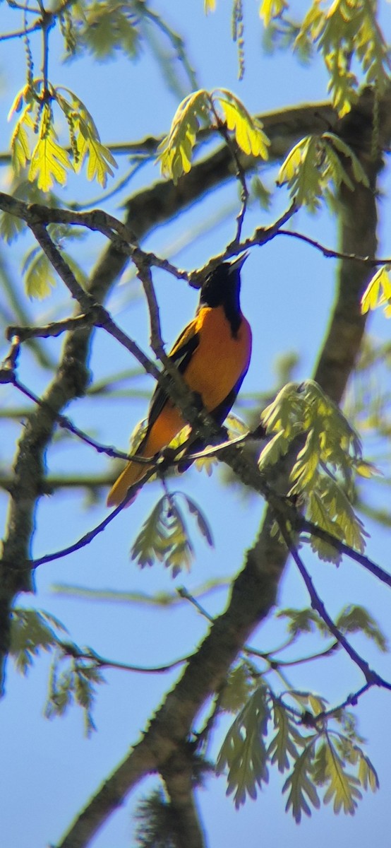 Baltimore Oriole - ML636054187