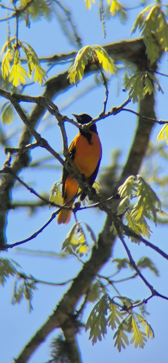 Baltimore Oriole - ML636054188