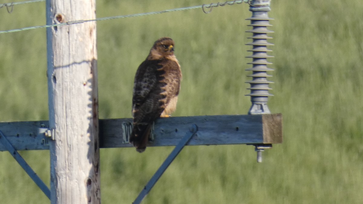 Red-tailed Hawk - ML636054196