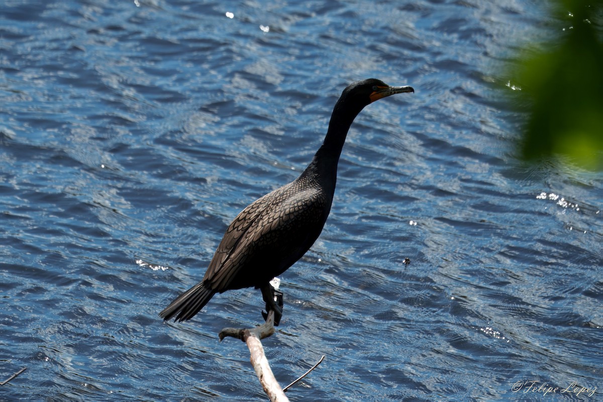 Cormoran à aigrettes - ML636054251