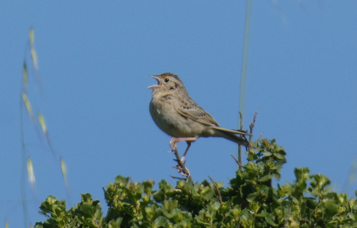 Grasshopper Sparrow - ML636054264