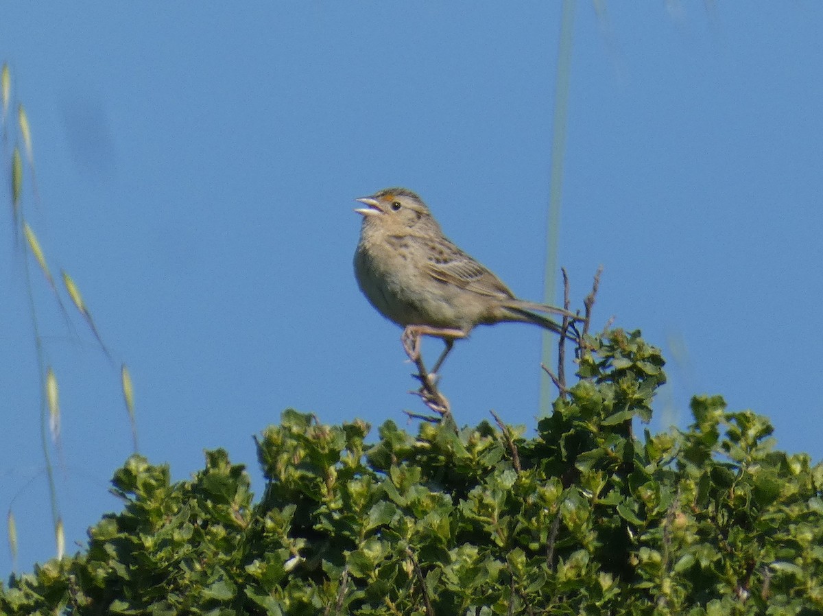 Grasshopper Sparrow - ML636054265