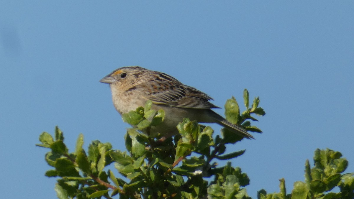 Grasshopper Sparrow - ML636054266