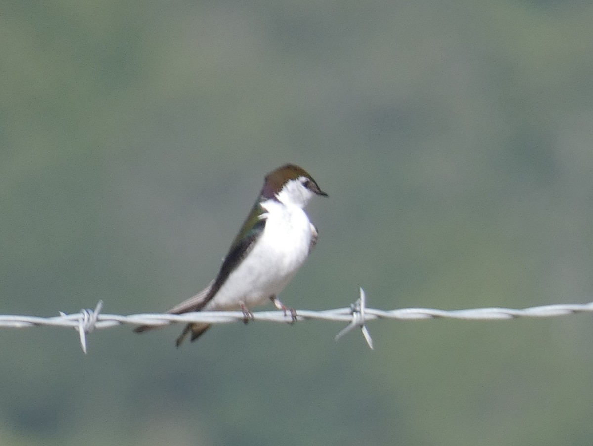 Violet-green Swallow - ML636054287