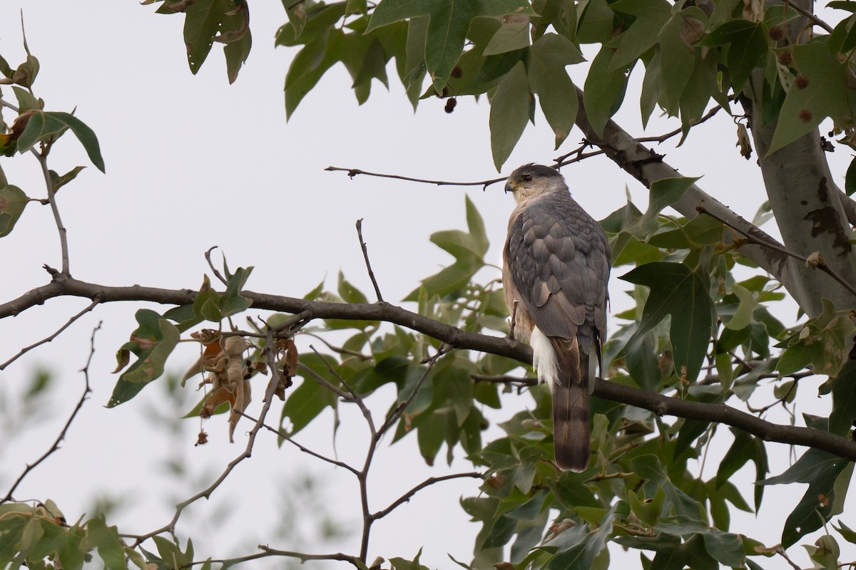 Cooper's Hawk - ML636054334