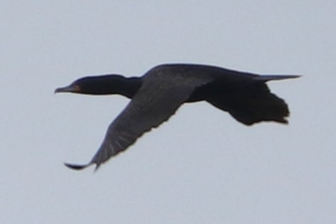 Cormoran à aigrettes - ML636054355