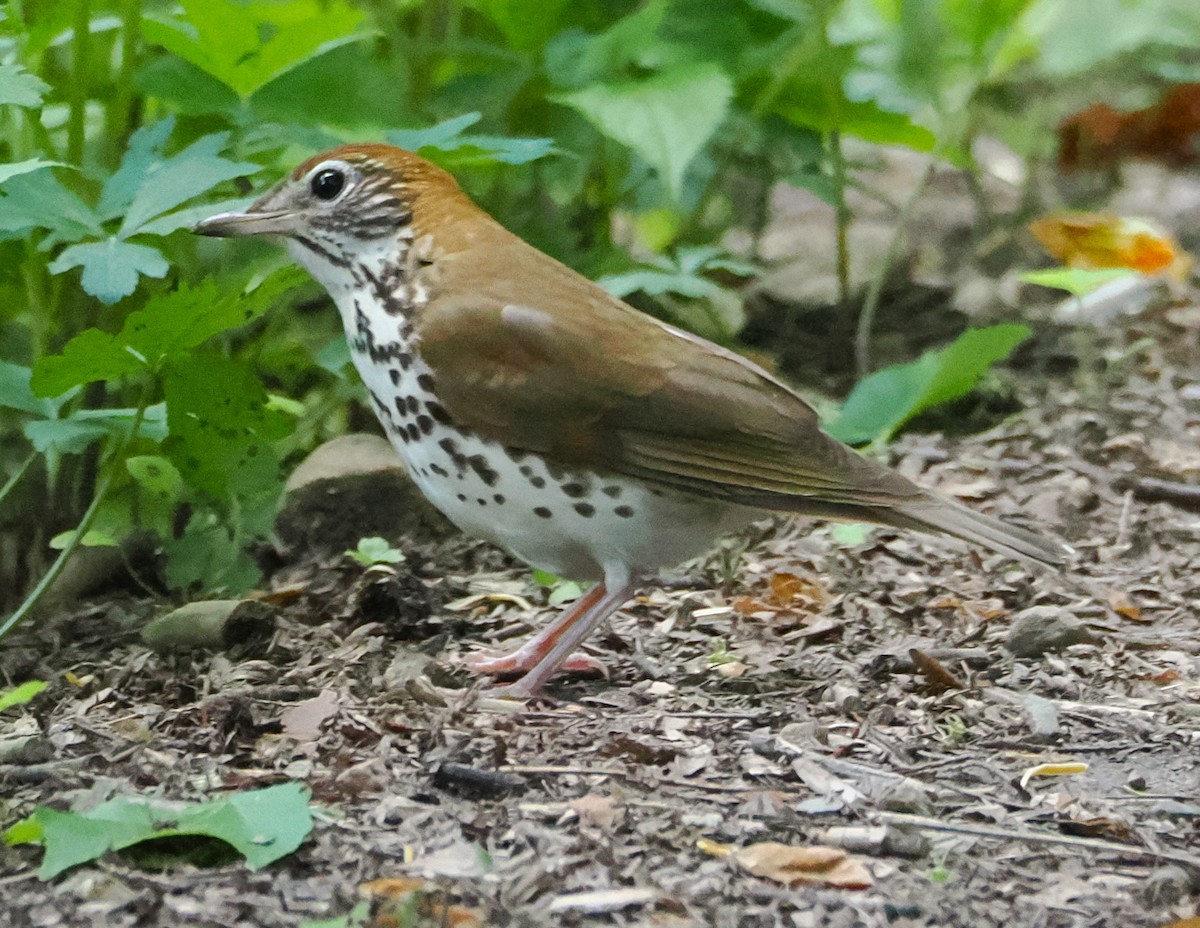 Wood Thrush - ML636054368