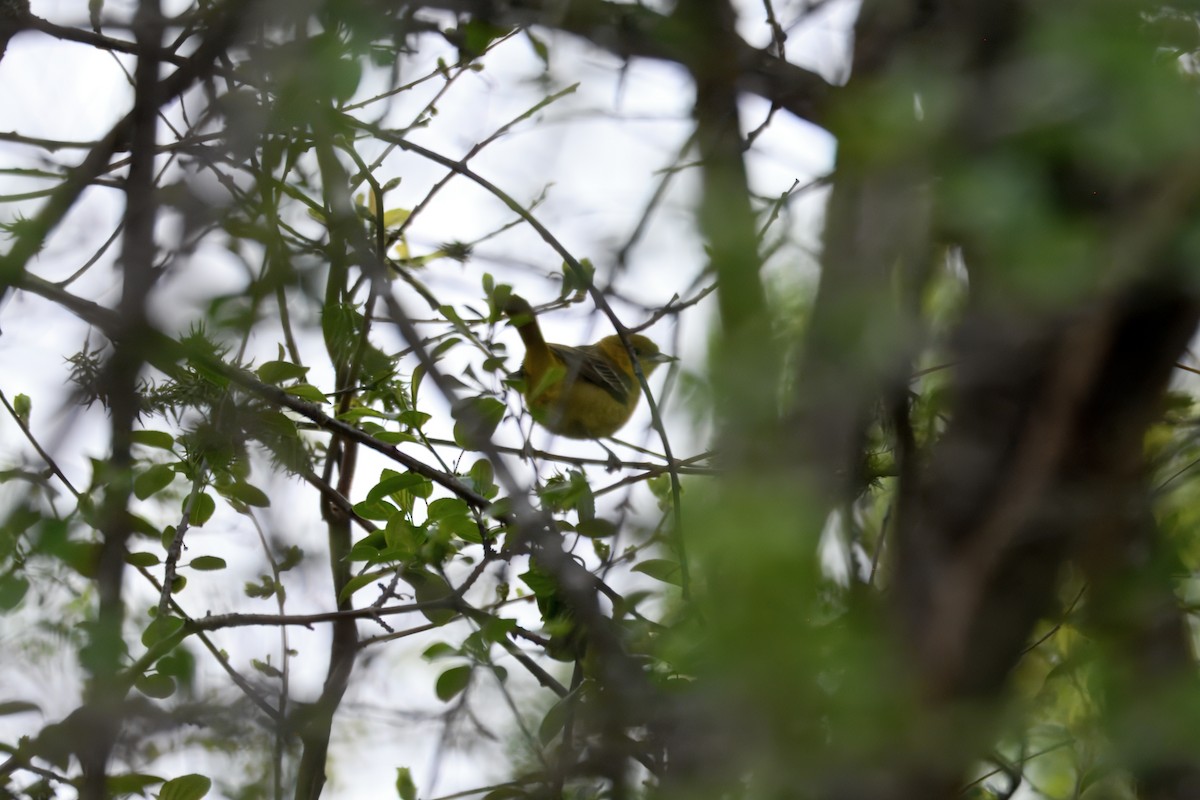 Orchard Oriole - ML636054384