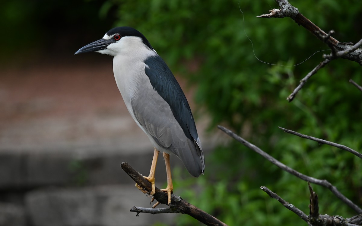 Black-crowned Night Heron - ML636054385