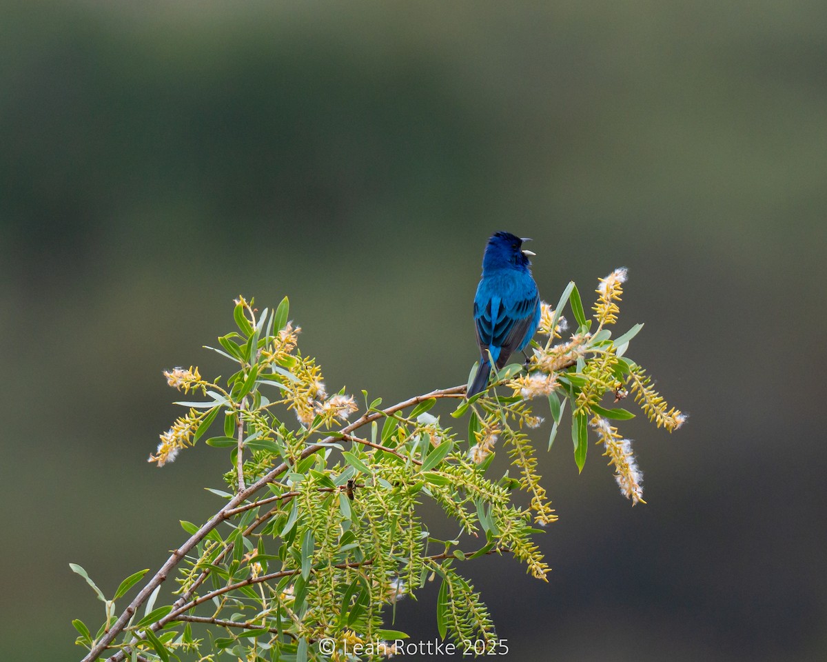 Indigo Bunting - ML636054391