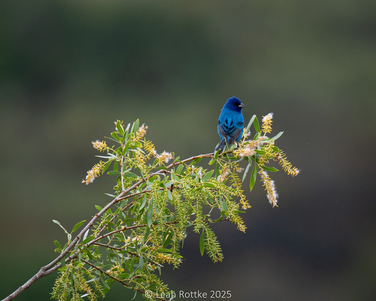 Indigo Bunting - ML636054392