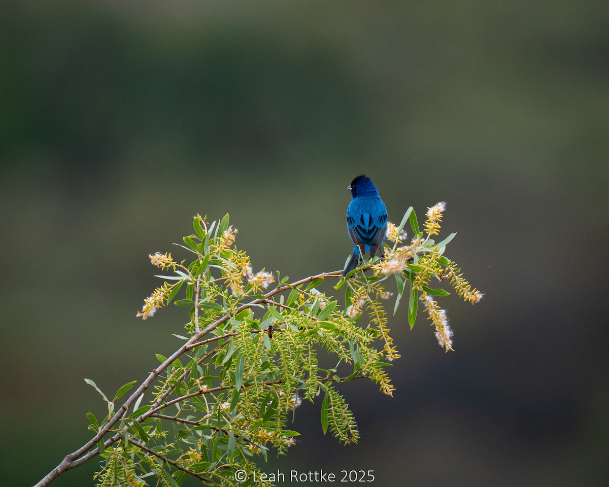 Indigo Bunting - ML636054393
