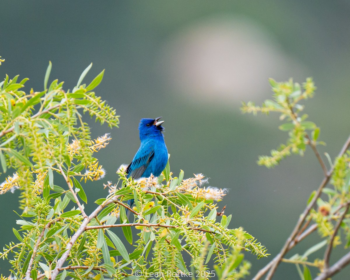 Indigo Bunting - ML636054394