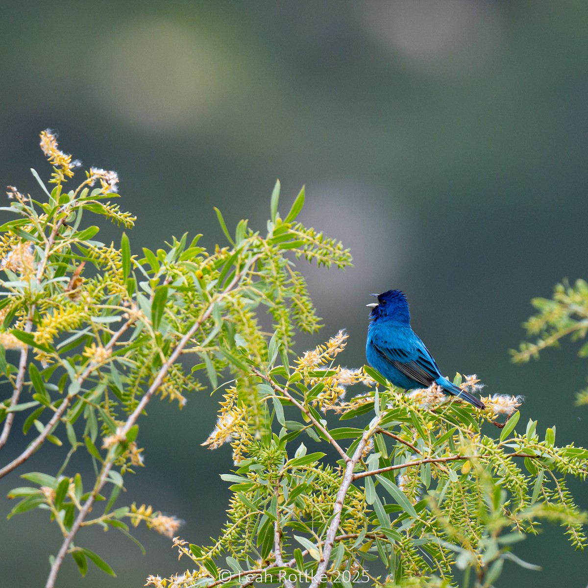 Indigo Bunting - ML636054395