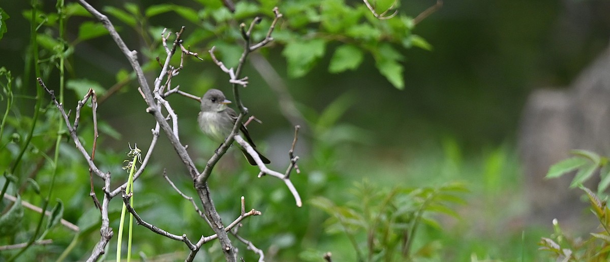 Eastern Wood-Pewee - ML636054400