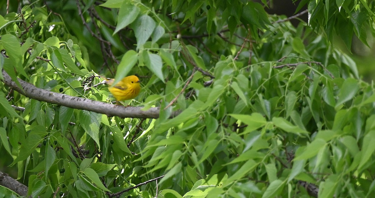 Northern Yellow Warbler - ML636054432