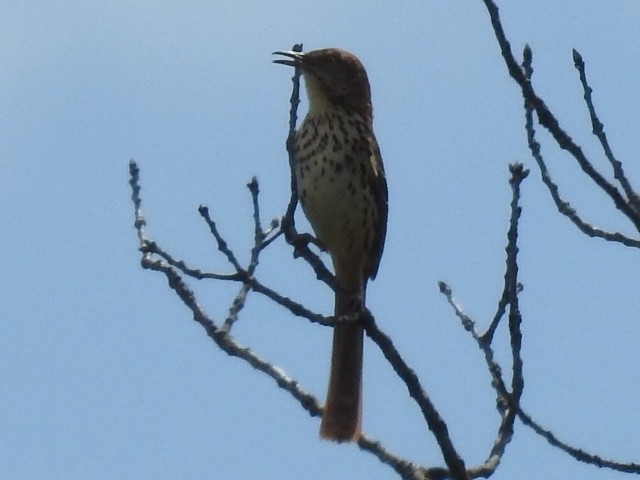 brunspottefugl - ML636054566