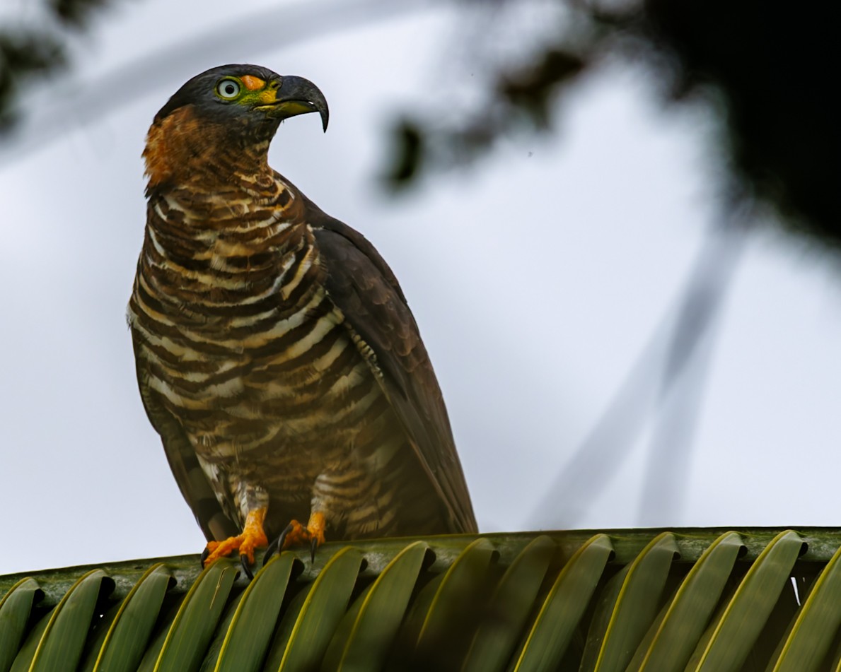 Hook-billed Kite (Hook-billed) - ML636054583