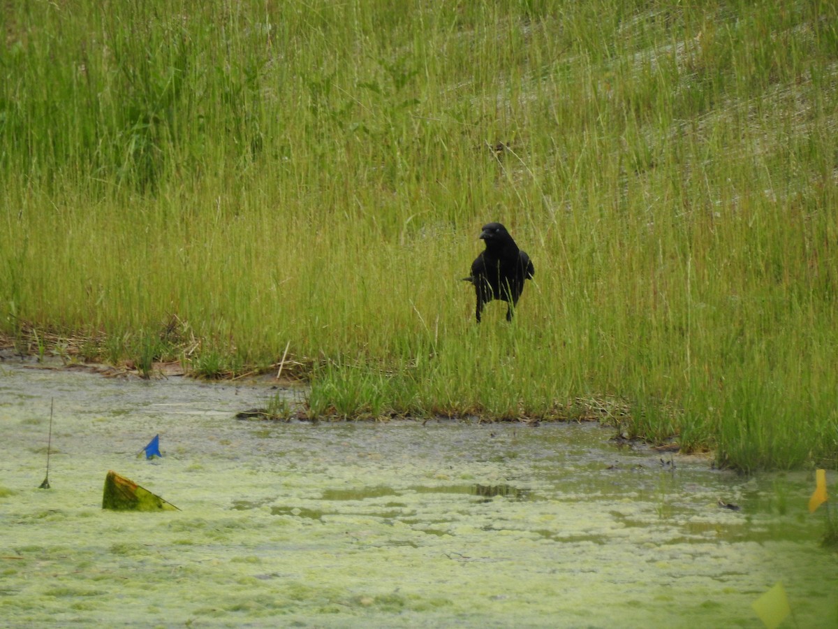 American Crow - ML636054637