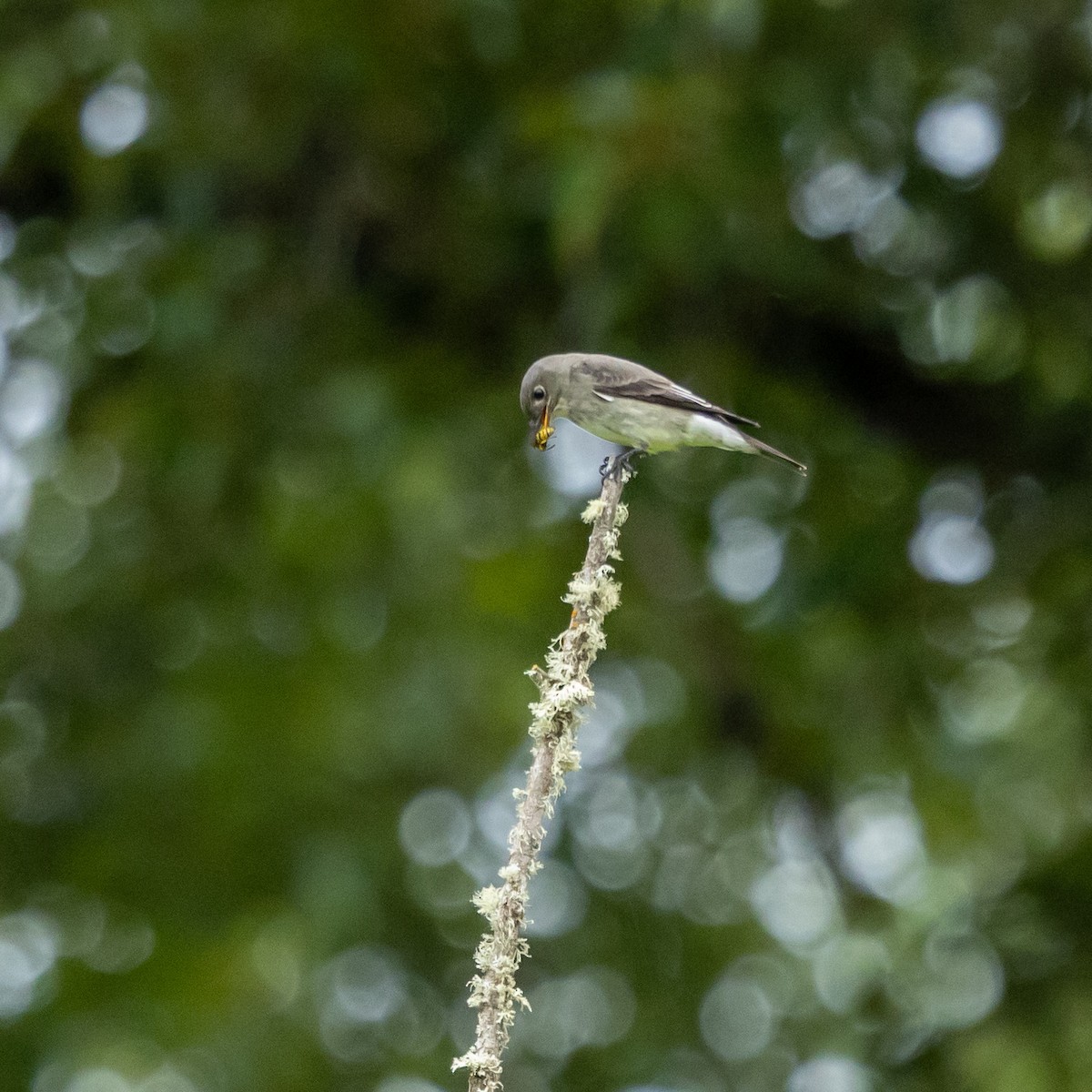 Olive-sided Flycatcher - ML636054654