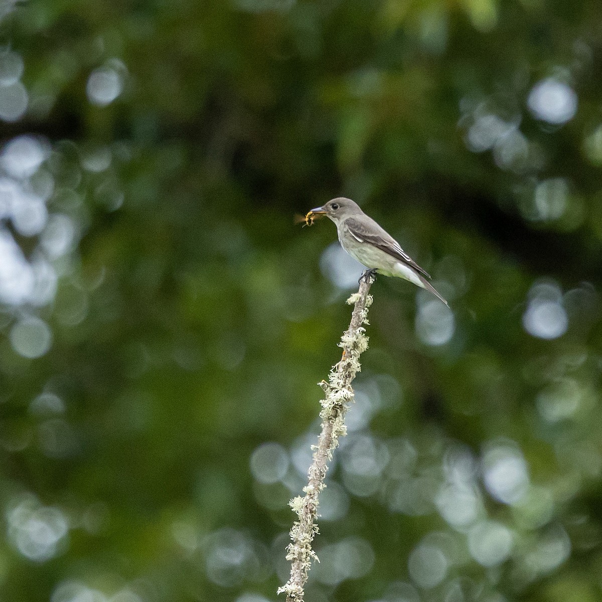 Olive-sided Flycatcher - ML636054655
