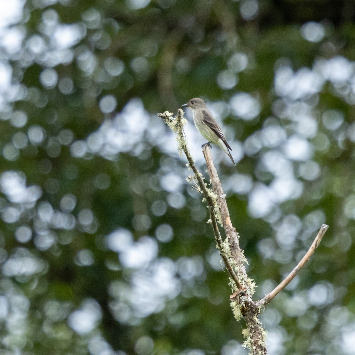 Olive-sided Flycatcher - ML636054656