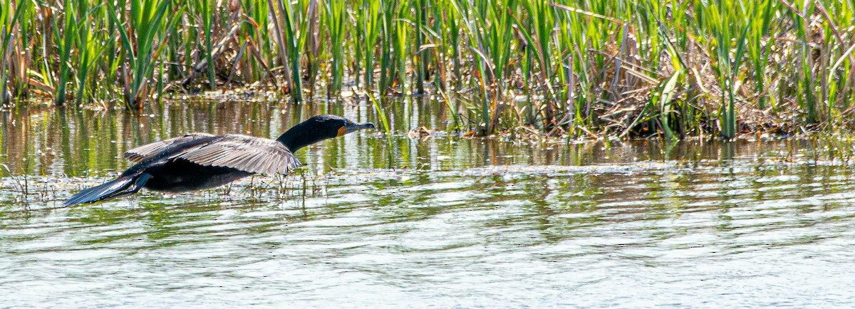 Cormoran à aigrettes - ML636054715