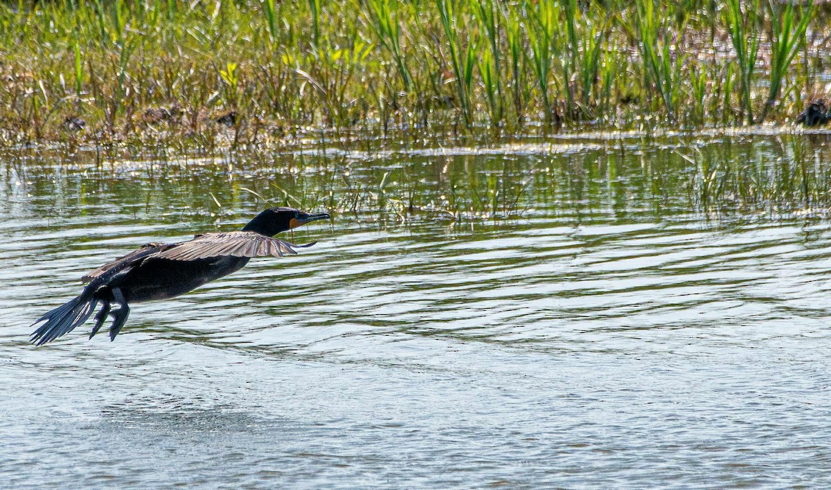Cormoran à aigrettes - ML636054716