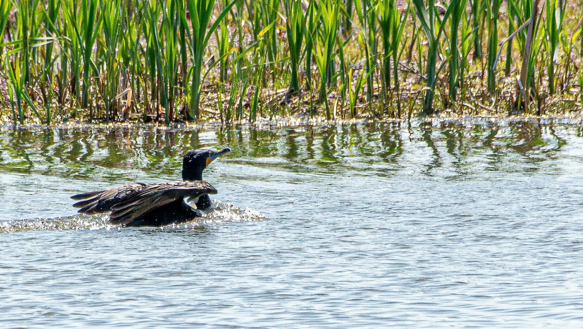 Cormoran à aigrettes - ML636054717