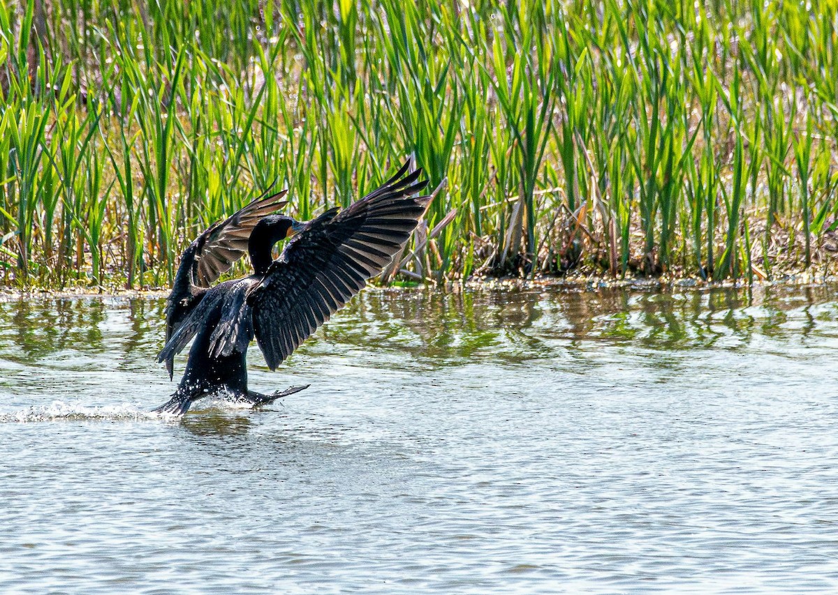 Cormoran à aigrettes - ML636054718