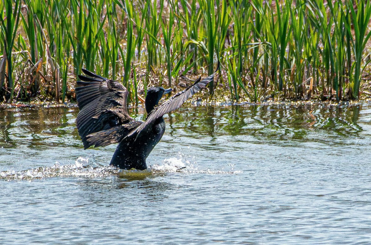 Cormoran à aigrettes - ML636054719