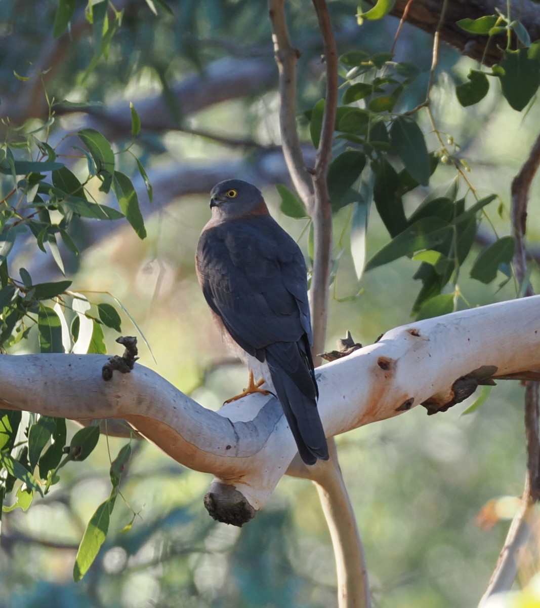 Collared Sparrowhawk - ML636054773