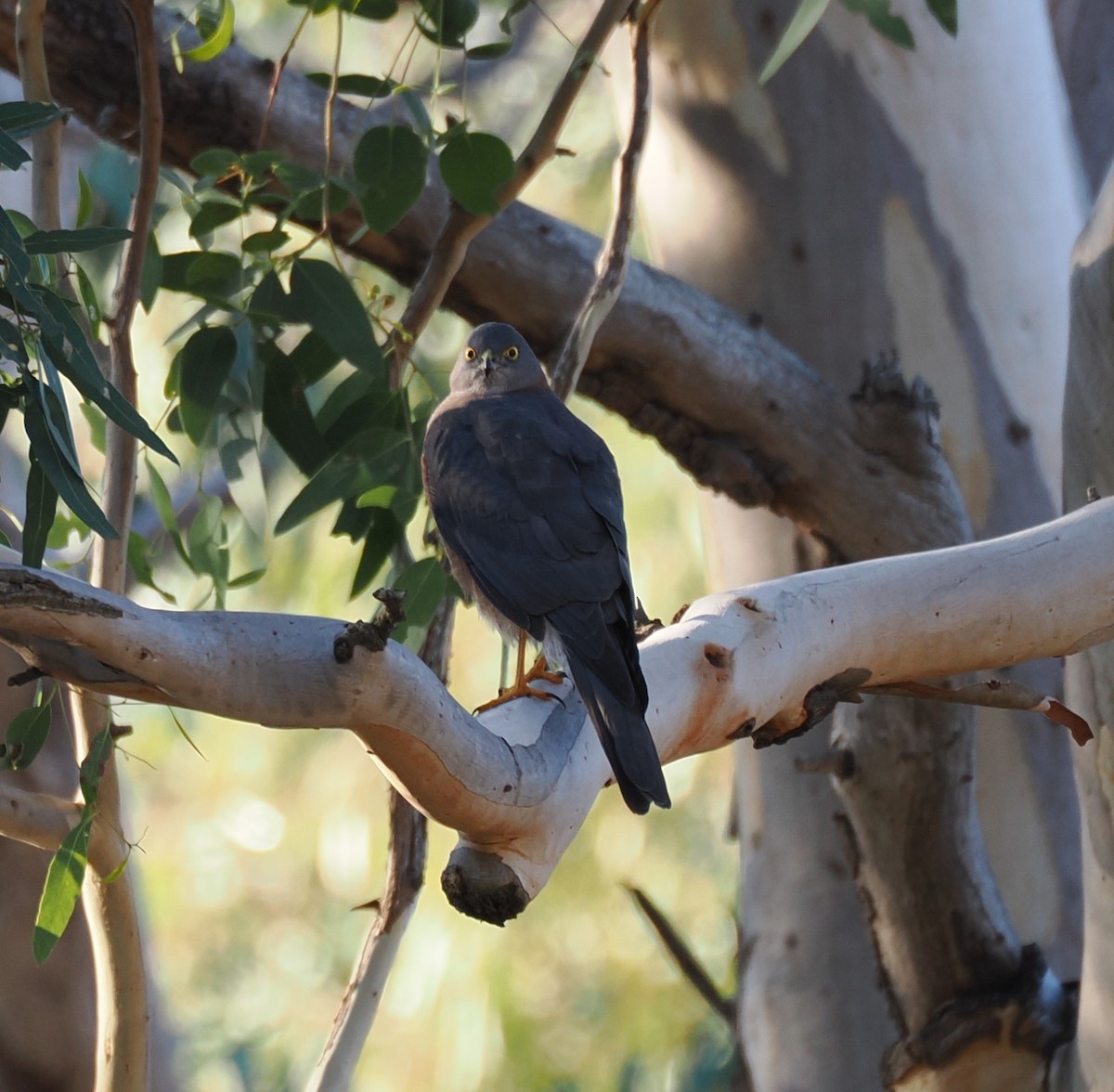 Collared Sparrowhawk - ML636054774