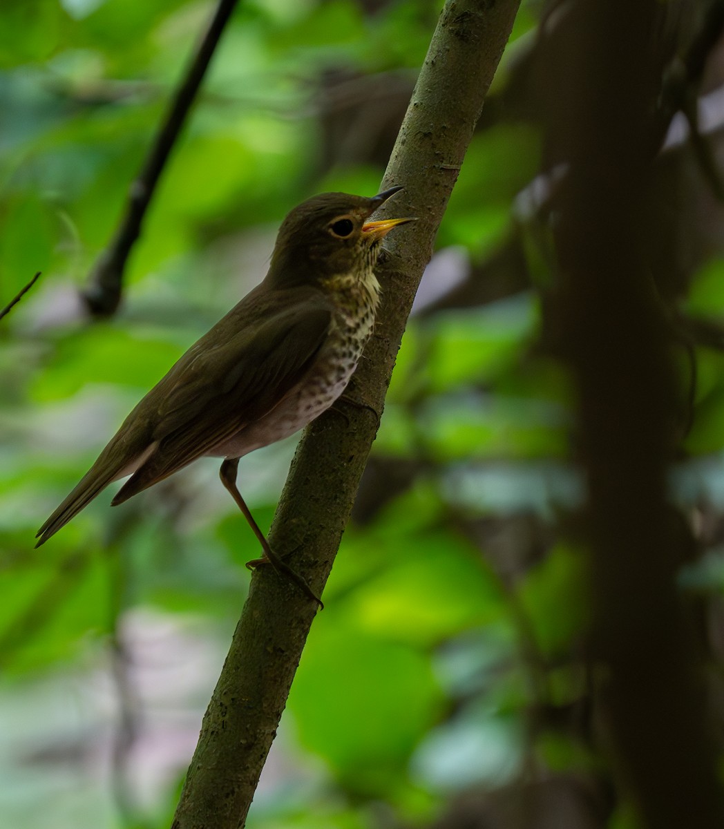 Swainson's Thrush - ML636054795