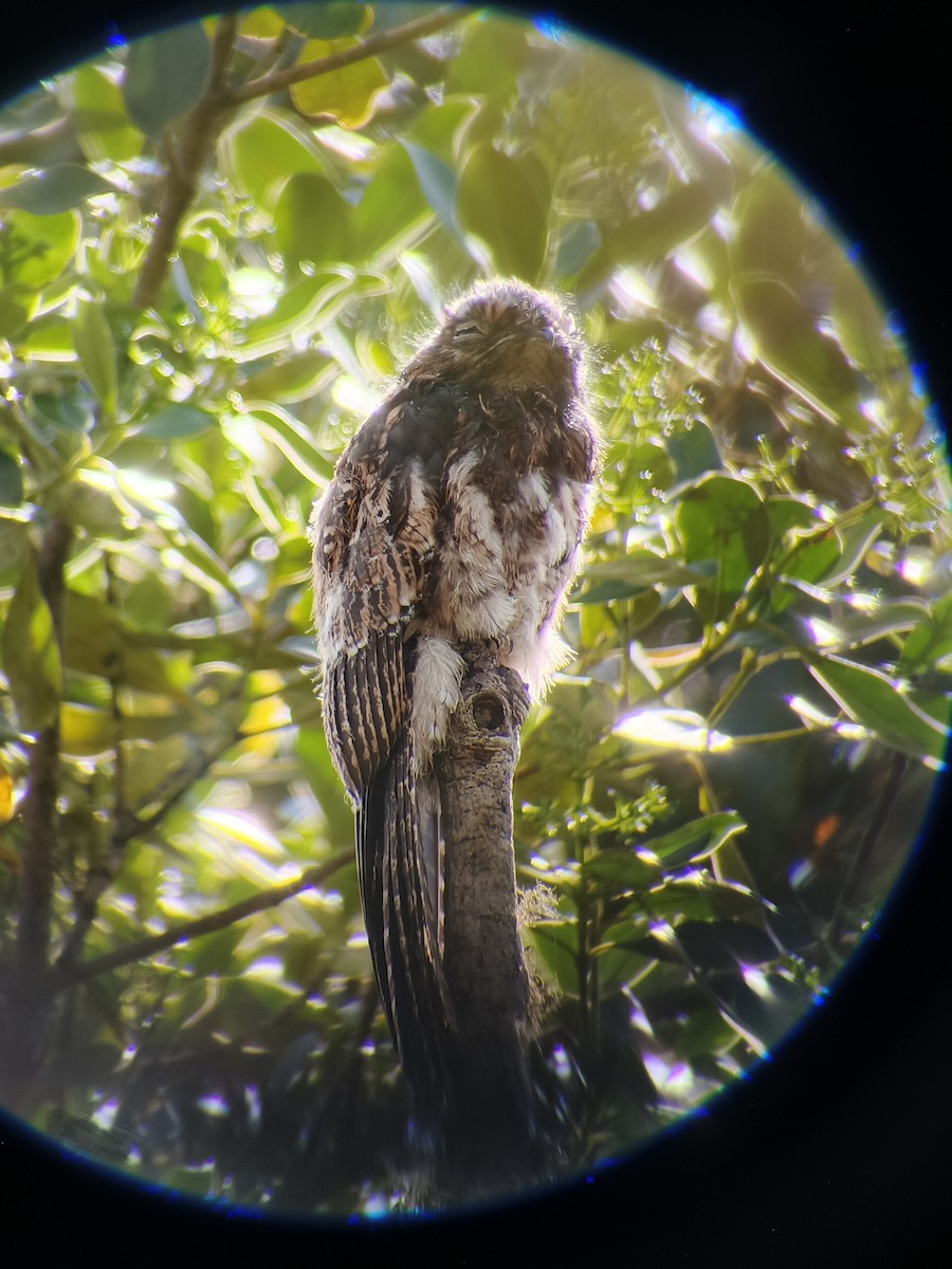 Andean Potoo - ML636054807
