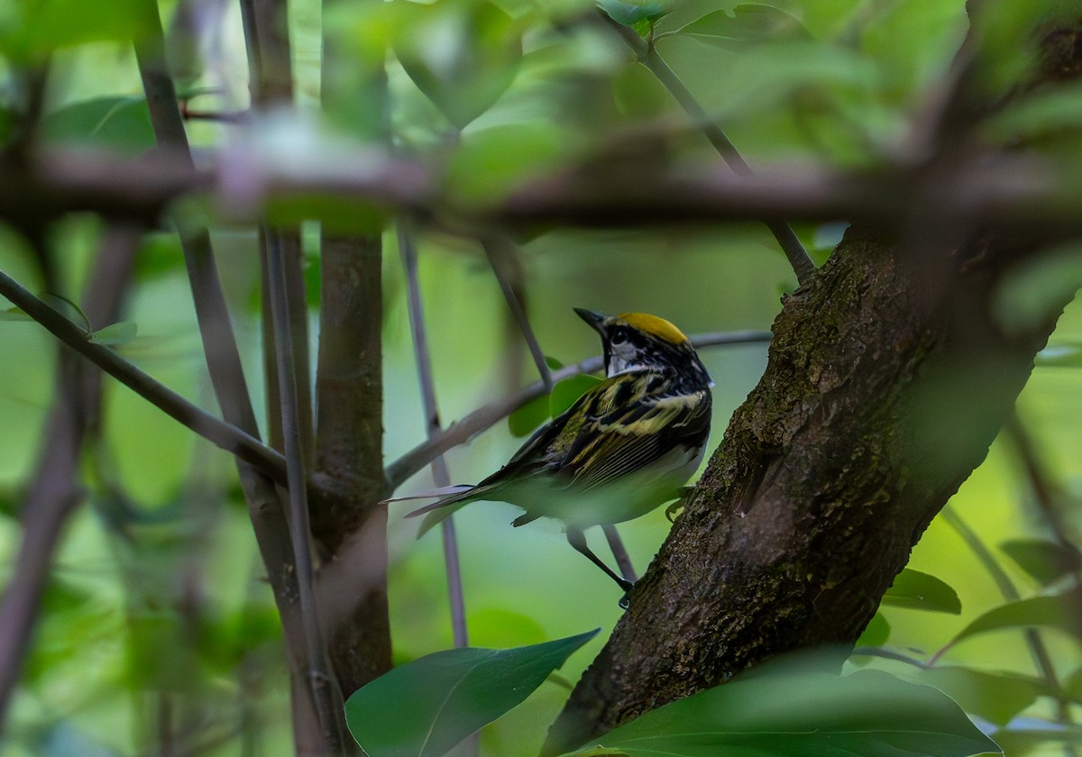 Chestnut-sided Warbler - ML636054837