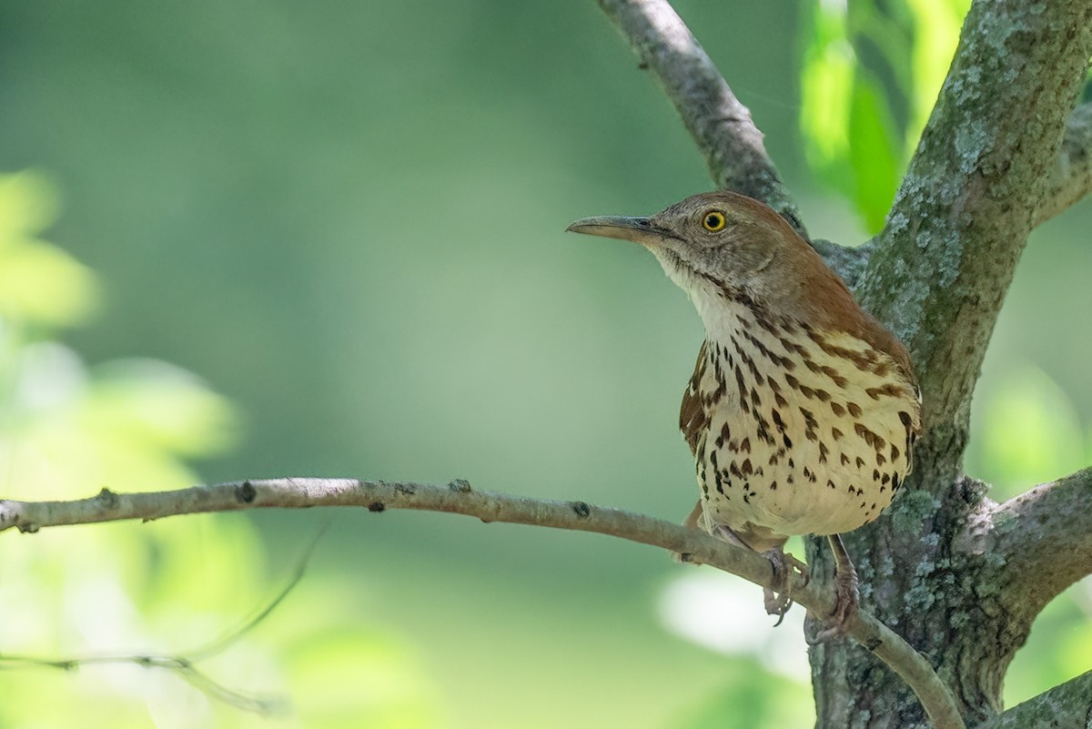 brunspottefugl - ML636054845
