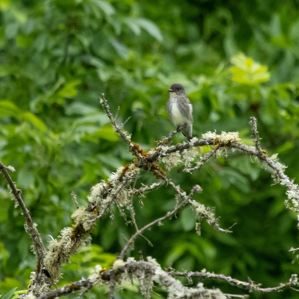 Olive-sided Flycatcher - ML636054864
