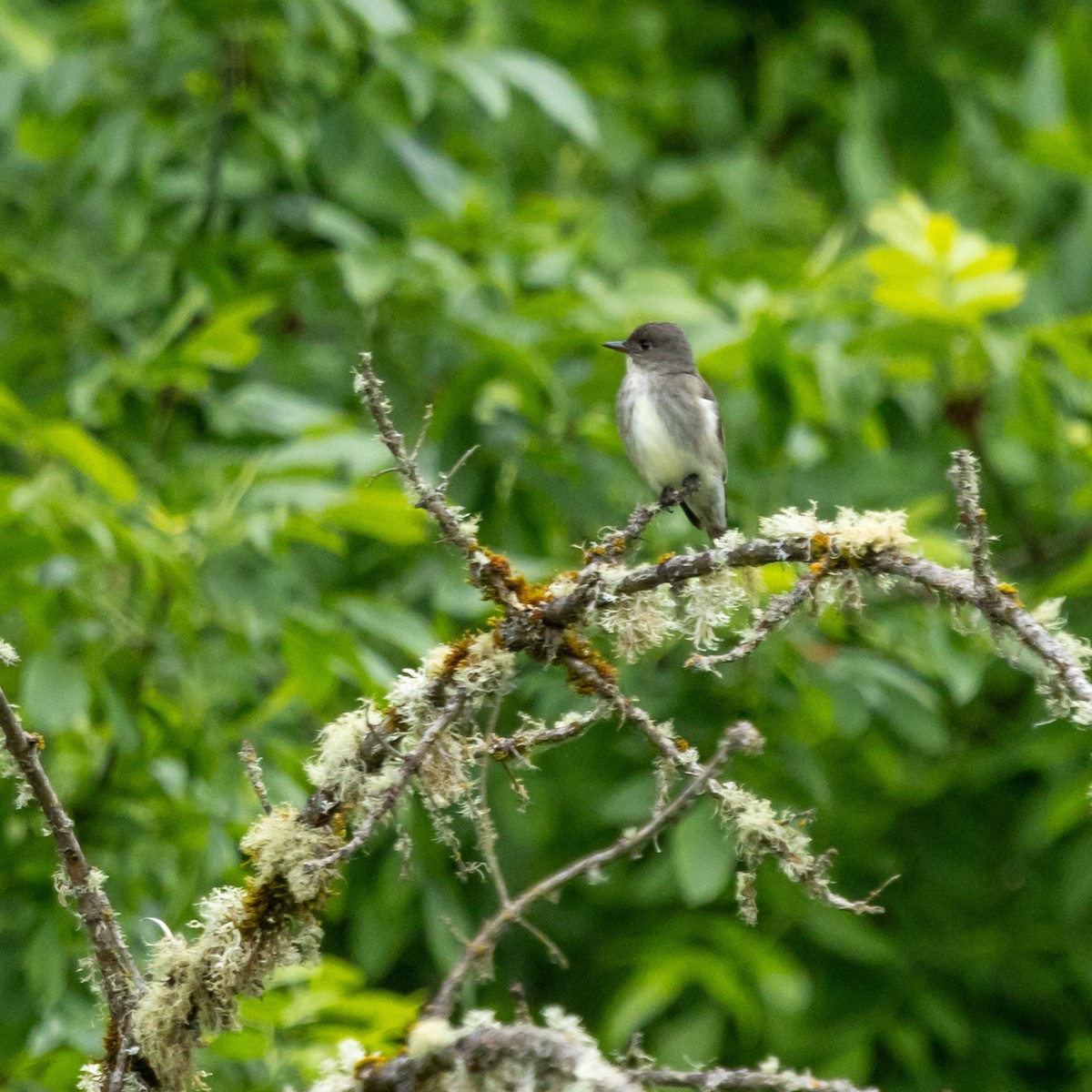 Olive-sided Flycatcher - ML636054865