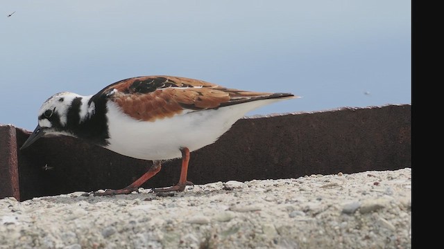 Ruddy Turnstone - ML636054899