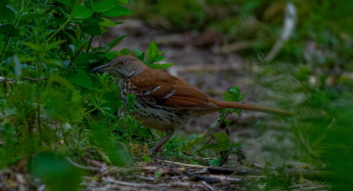brunspottefugl - ML636054941