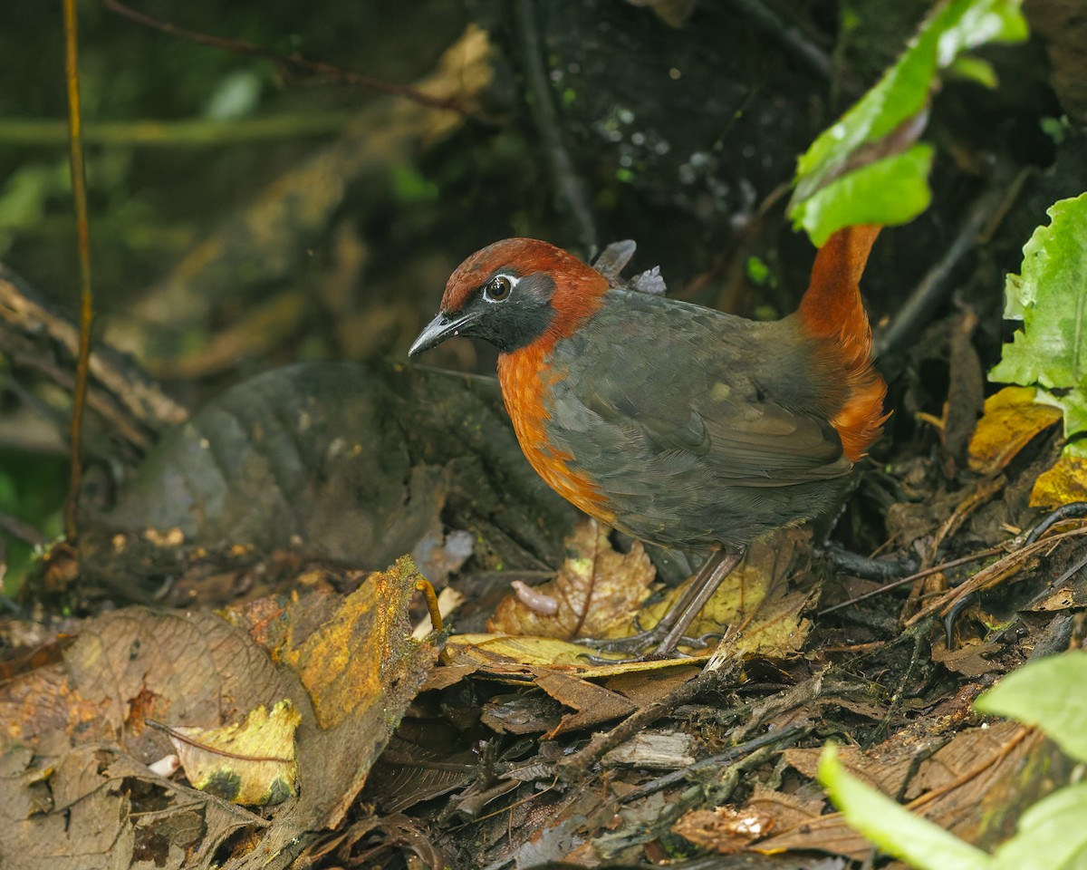 Rufous-breasted Antthrush - ML636054974