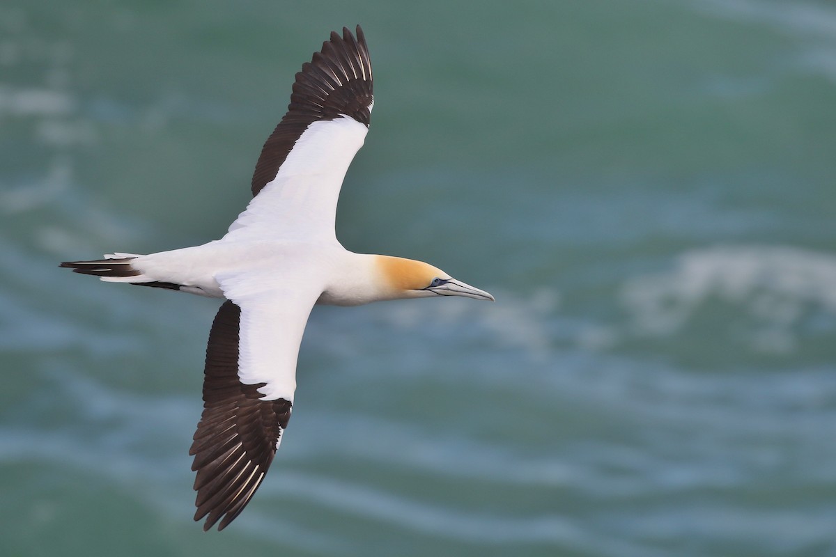 Australasian Gannet - ML636054999