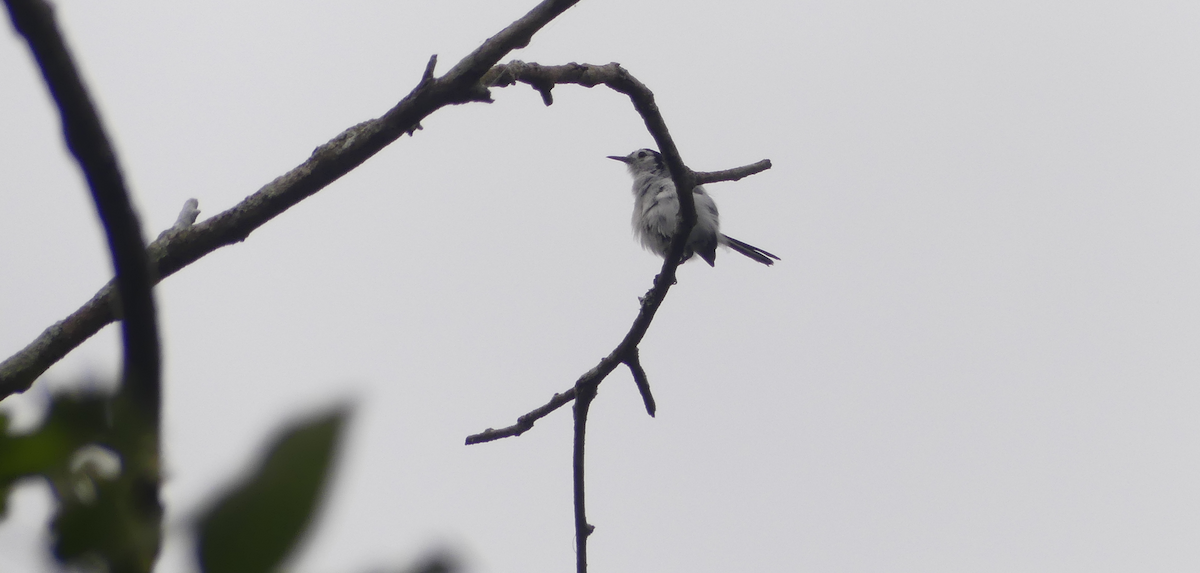 White-browed Gnatcatcher - ML636055127
